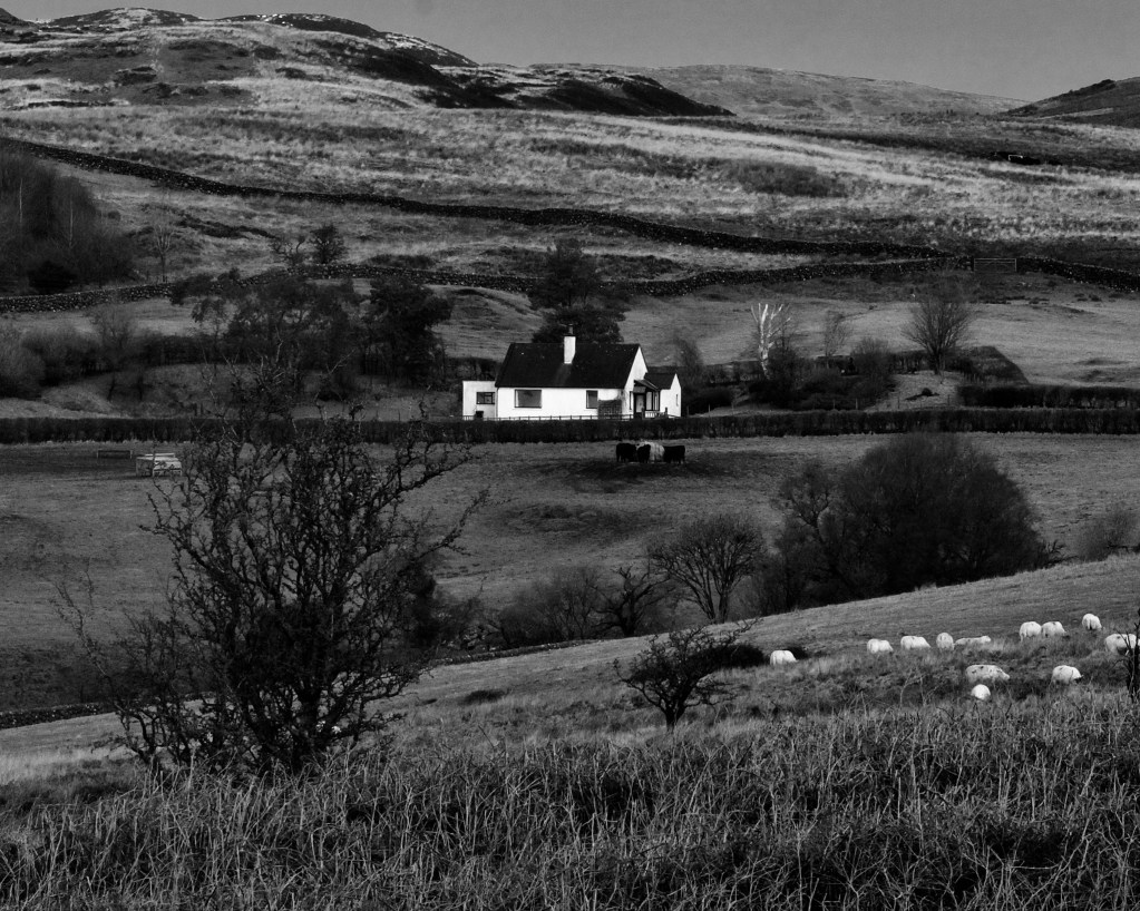 Little white house