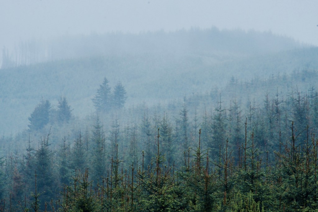 Misty Woodland Scotland