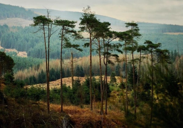 Colourful Woodland