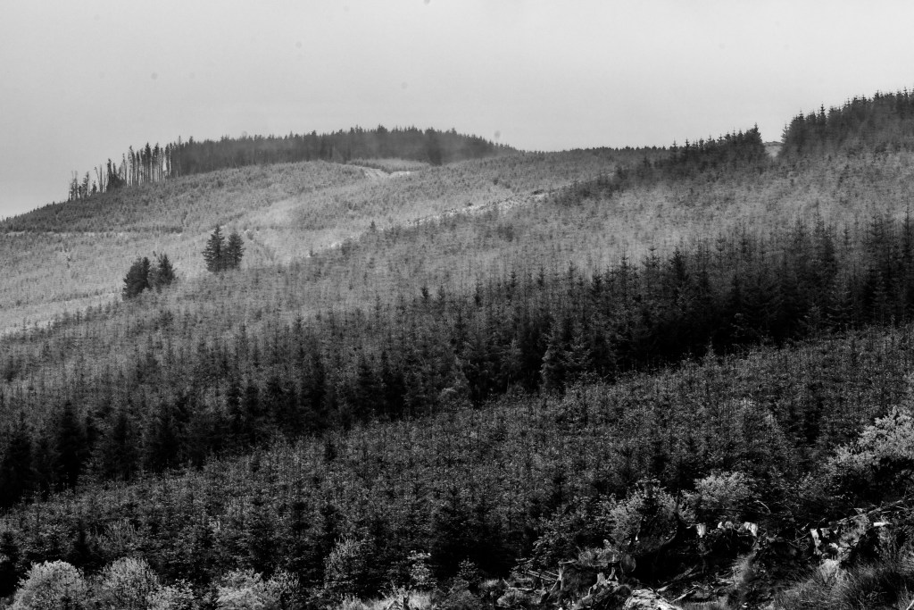 Foggy woodland in monochrome