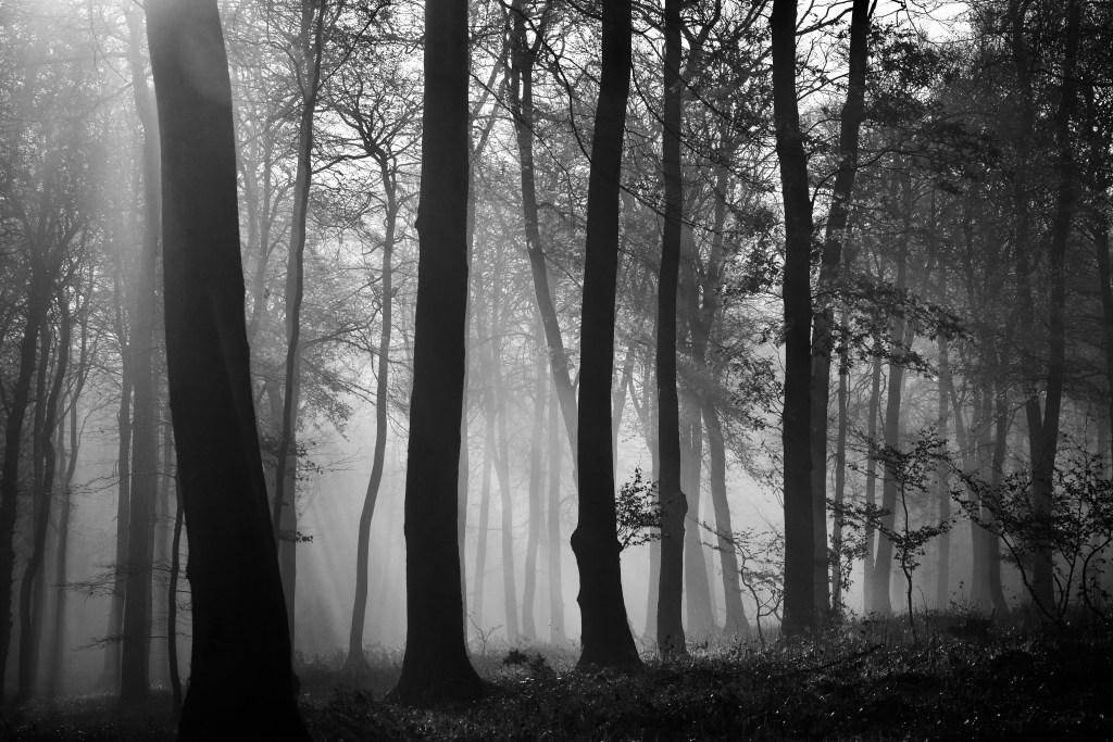 Misty Woodland in monochrome