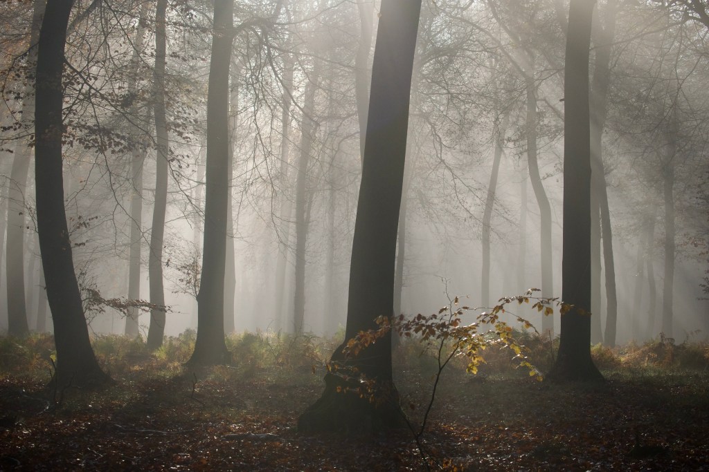 Misty woods Christmas Common