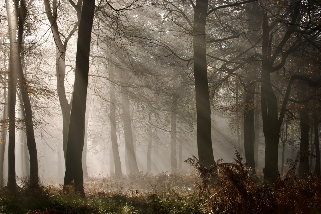Misty Woodland Walks