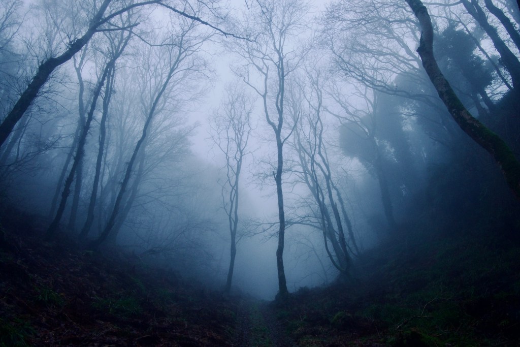 Woodland in Fog