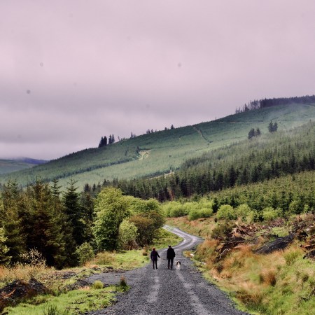 Misty Walks in Shinnel Glen