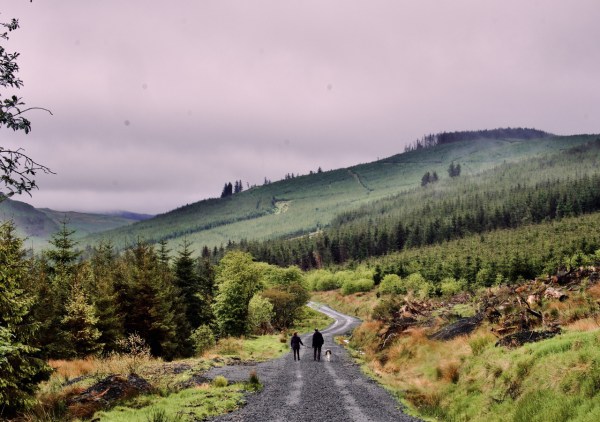 Misty Walks in Shinnel Glen