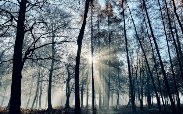 Misty Woodland