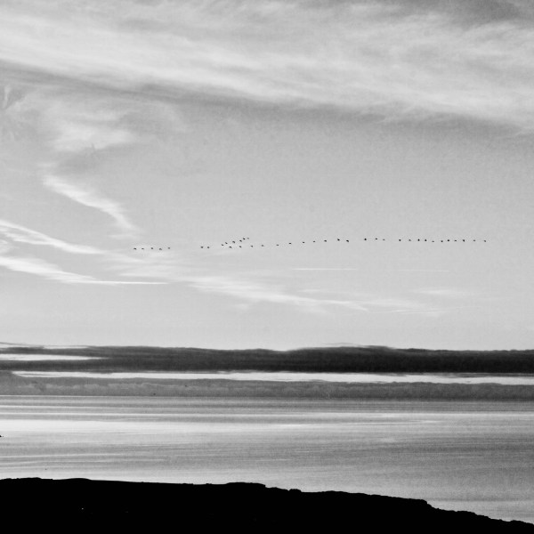Scottish Sky Bird Print black and white
